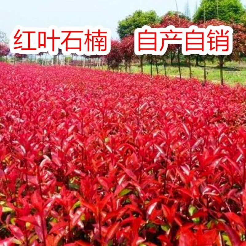 红叶石楠树苗小苗扦插苗红罗宾火焰红绿篱庭院色块四季常青苗