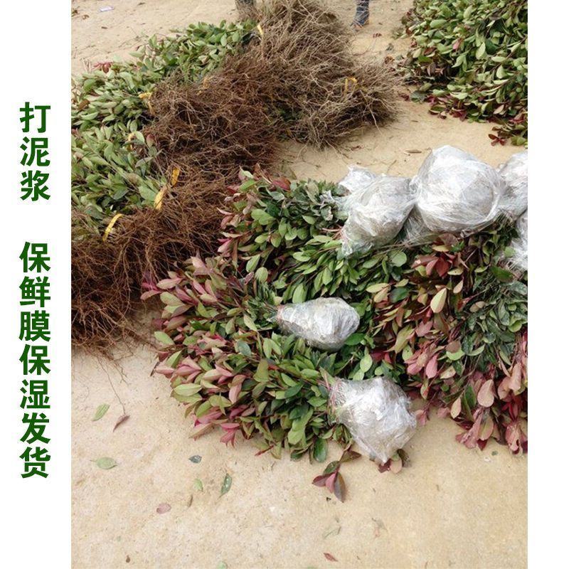 红叶石楠树苗小苗扦插苗红罗宾火焰红绿篱庭院色块四季常青苗