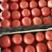 【西红柿】硬粉西红柿大量供应电商超市品质保证