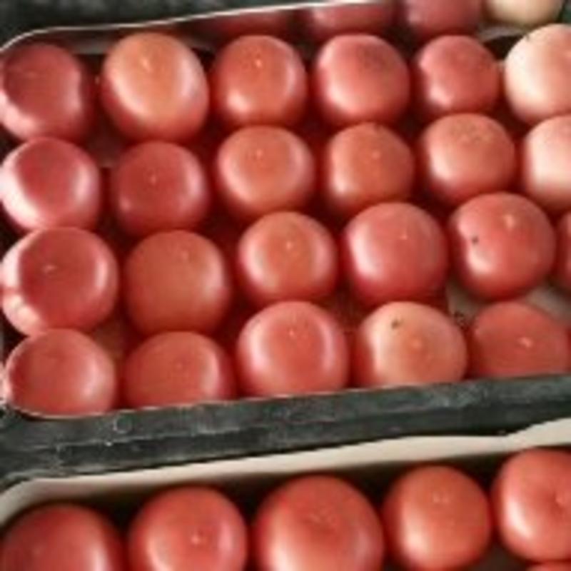 【西红柿】硬粉西红柿大量供应电商超市品质保证