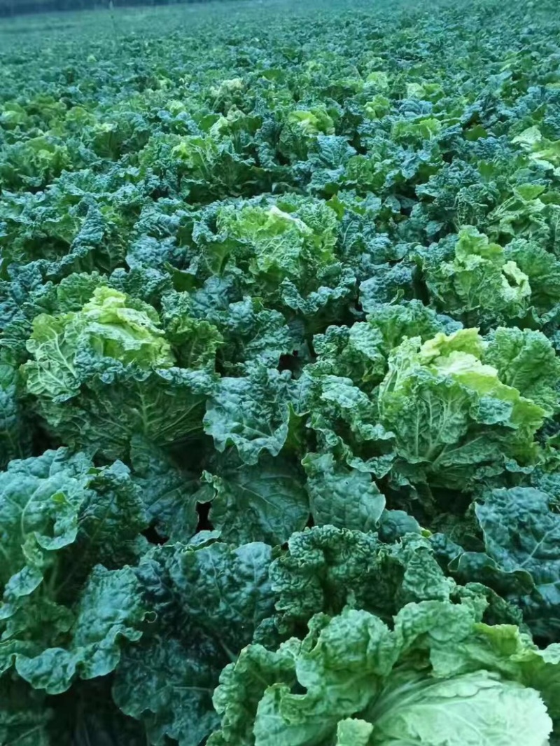 大白菜，麻叶菜，白菜