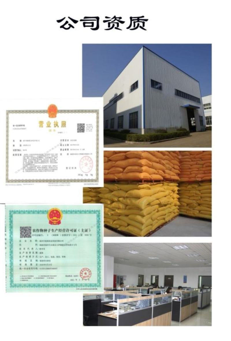 章丘长白条大葱种子香葱籽葱白长菜园阳台盆栽春季秋四季蔬菜