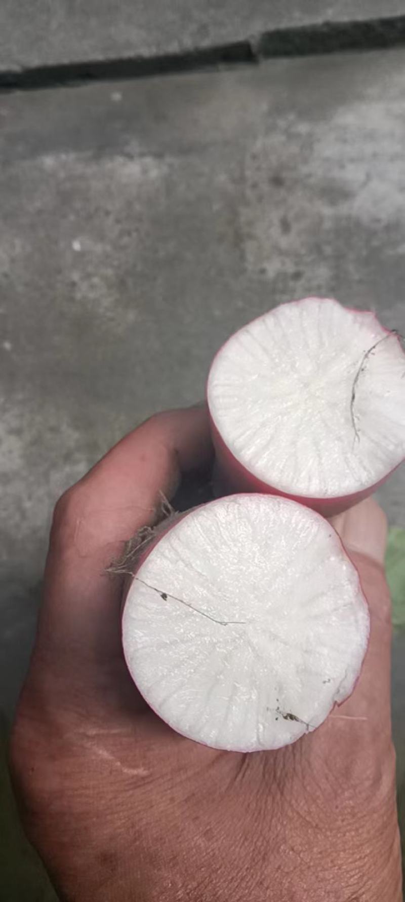沙地泡萝卜