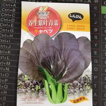 养生紫叶青菜种子四季紫色油菜种子鸡毛菜小青菜蔬菜种籽