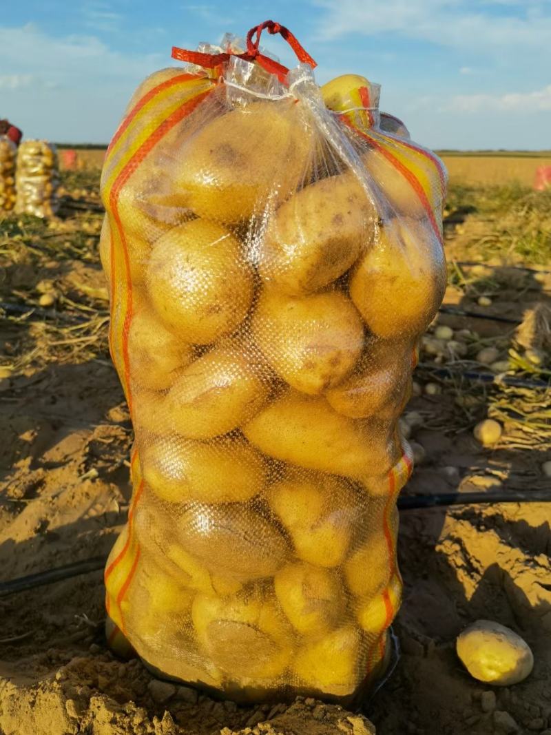 榆林土豆精纯沙漠货品，V7大量上市，品质服务，售后无忧！