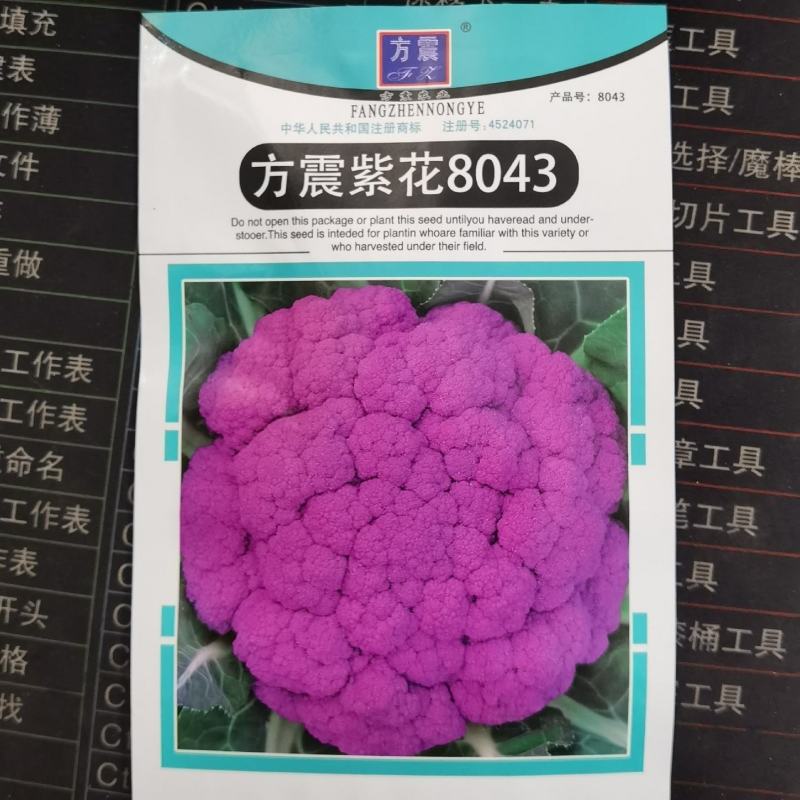 紫色菜花种子农家有机西兰花种子早熟进口紫花菜种子菜
