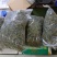 小叶化石草（肾精茶、猫须草）人工精选