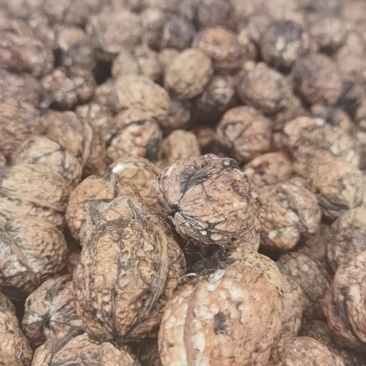 云南大理南涧核桃薄皮纸皮核桃新鲜湿核桃