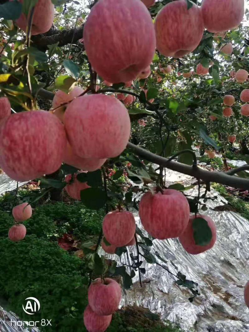 山东【早熟富士苹果】产地一手货源充足电商商超大量供应