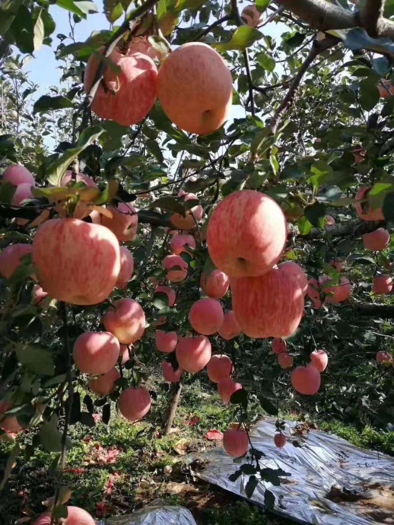 山东【早熟富士苹果】产地一手货源充足电商商超大量供应
