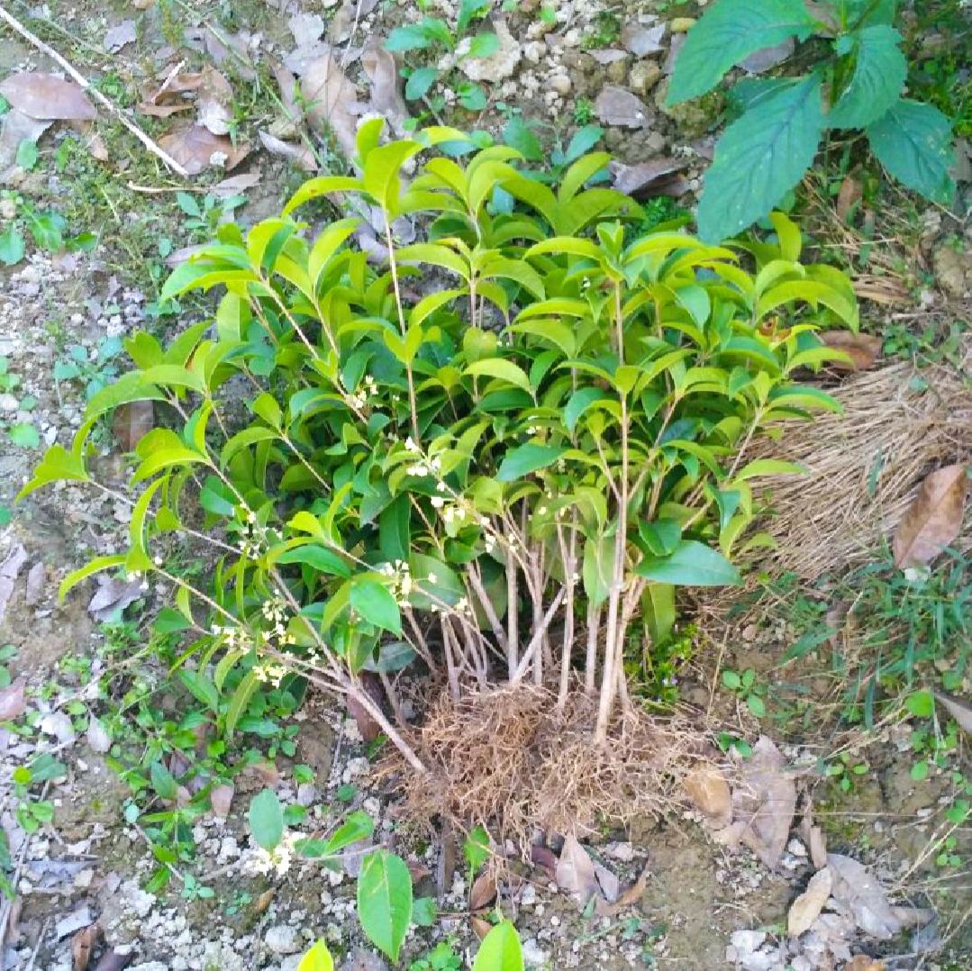 四季桂叶片与根系特写