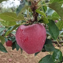 甘肃天水花牛，新红星苹果大量上市