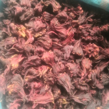 洛神花，玫瑰茄