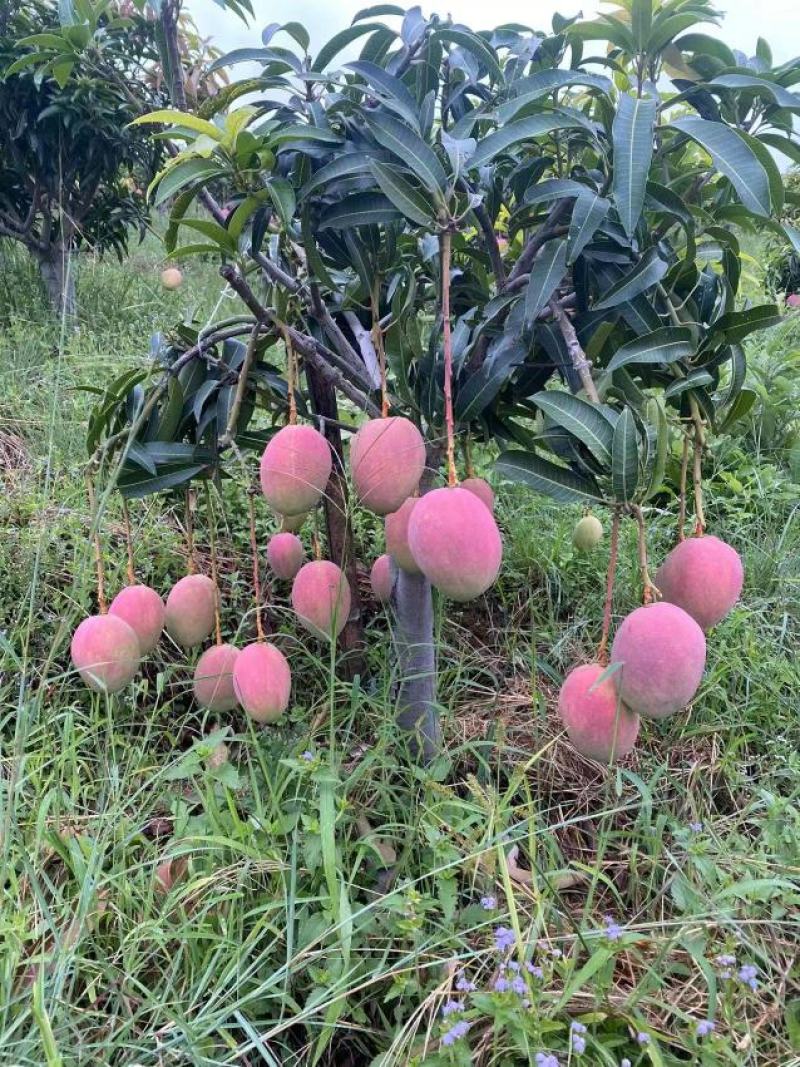圣心晒果！吉禄红芒