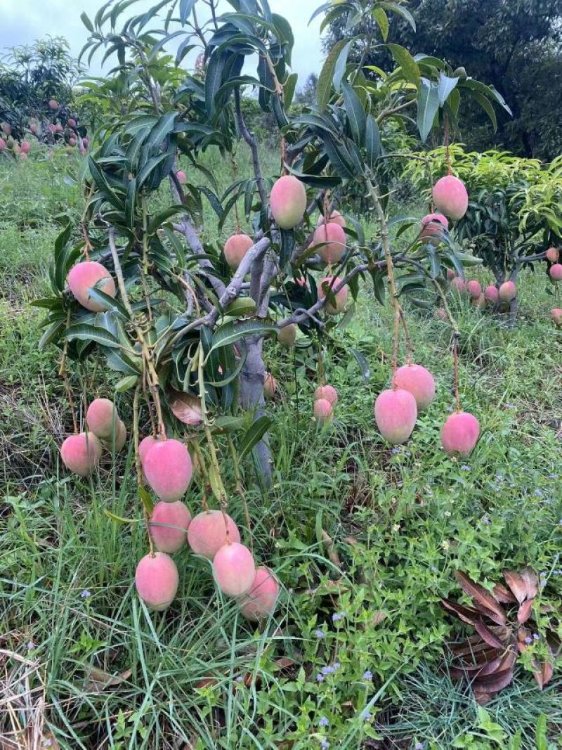 圣心晒果！吉禄红芒