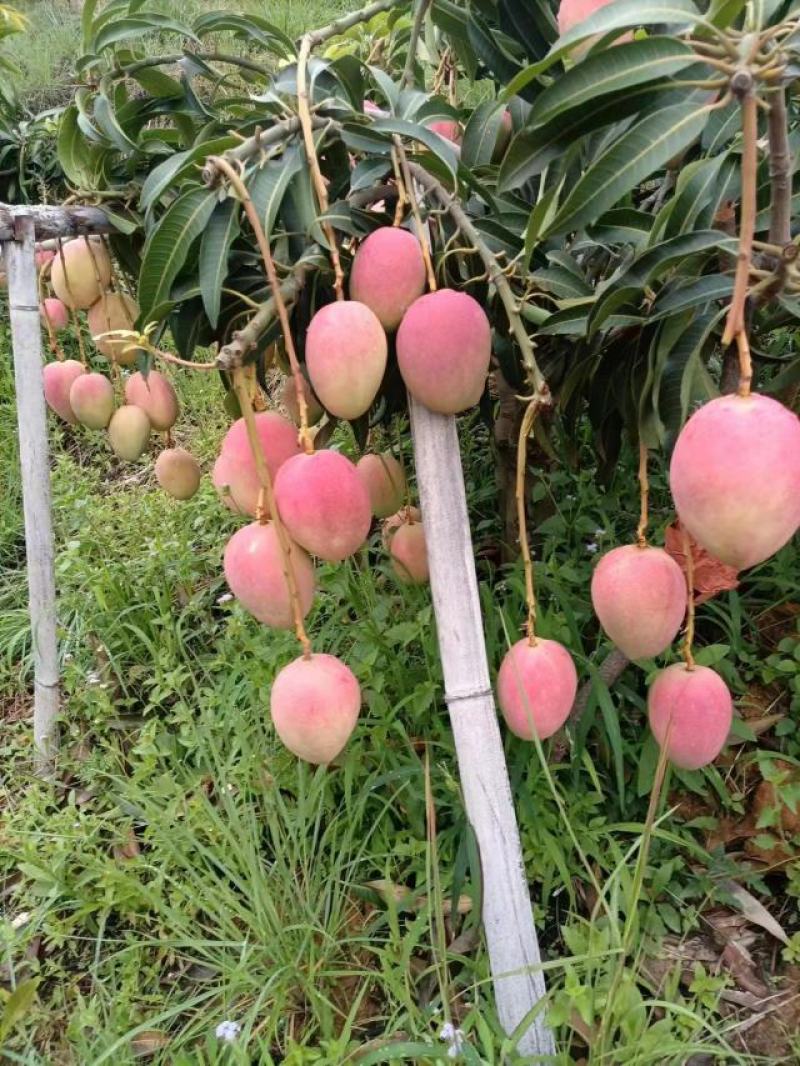 圣心晒果！吉禄红芒