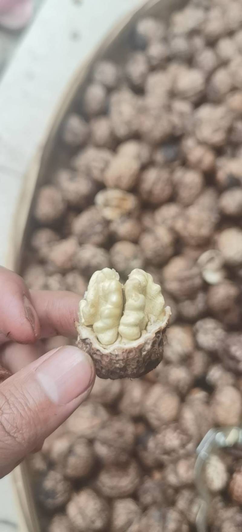 云南大理南涧高山泡核桃