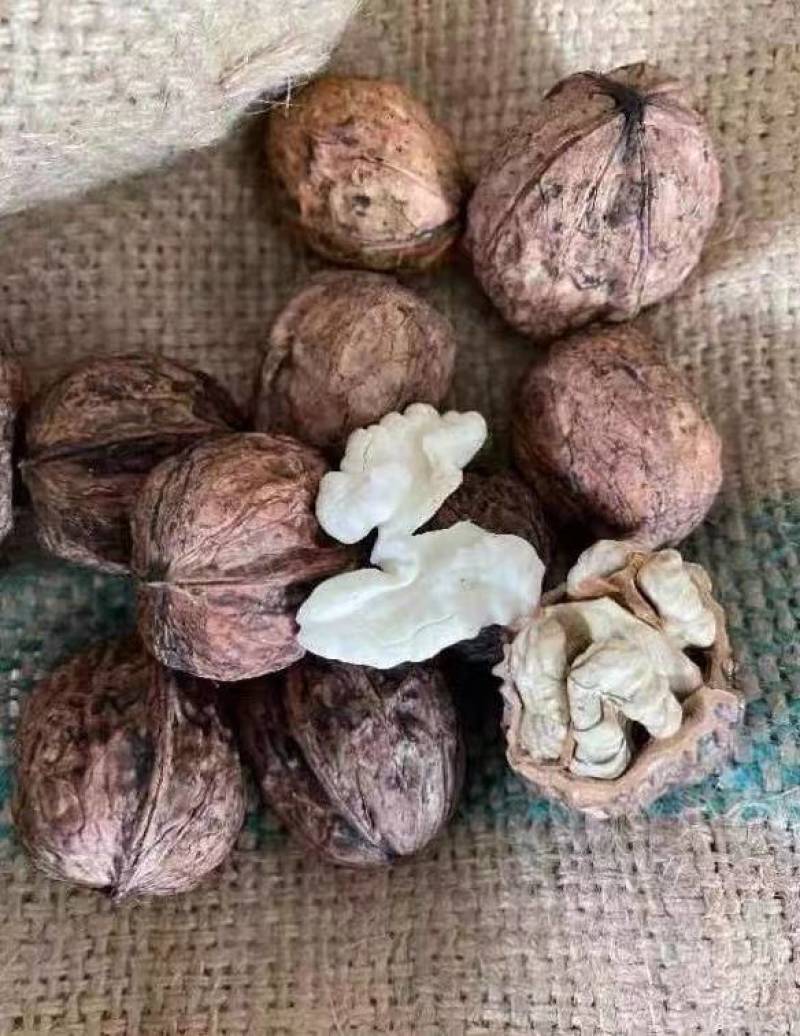 云南大理南涧高山泡核桃