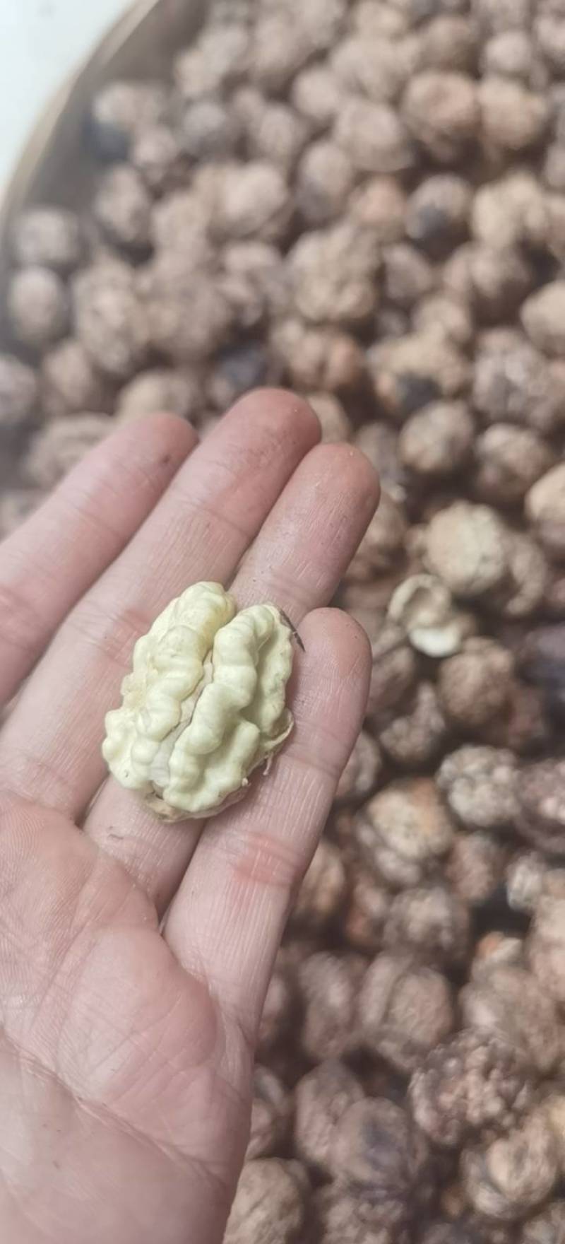 云南大理南涧高山泡核桃