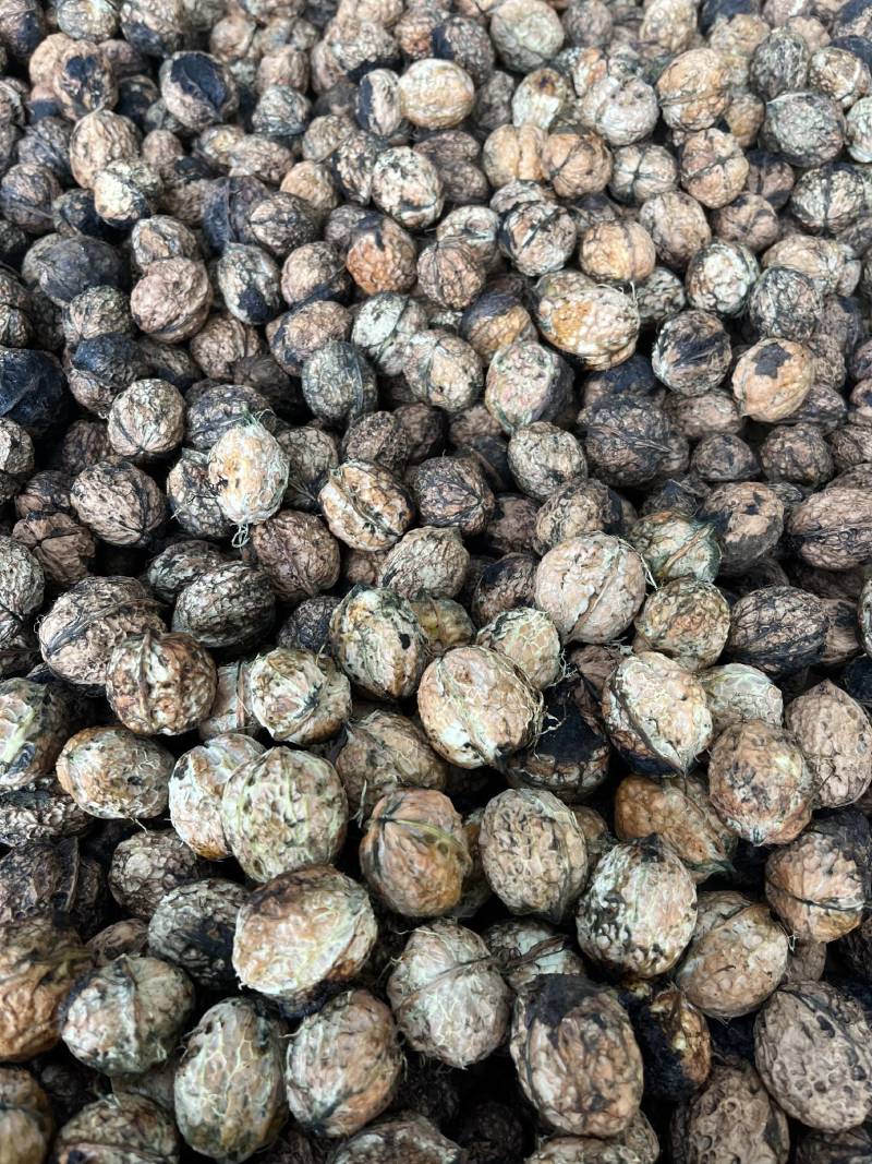 云南大理南涧高山泡核桃