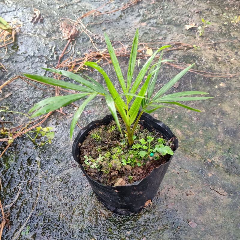 红领椰子袋苗红茎（颈）椰子小袋苗棕榈科植物观叶植物