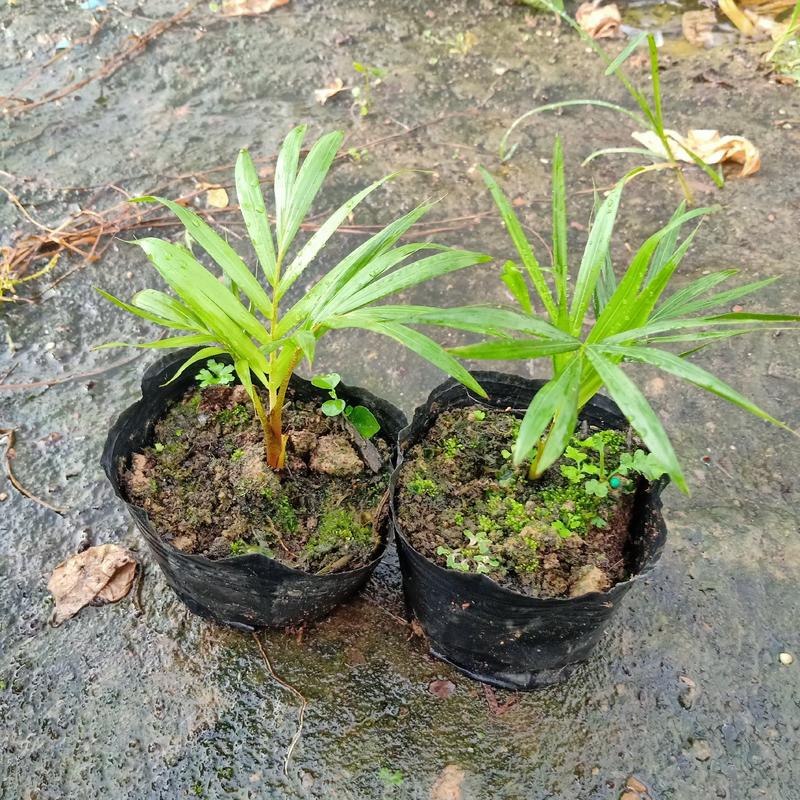 红领椰子袋苗红茎（颈）椰子小袋苗棕榈科植物观叶植物