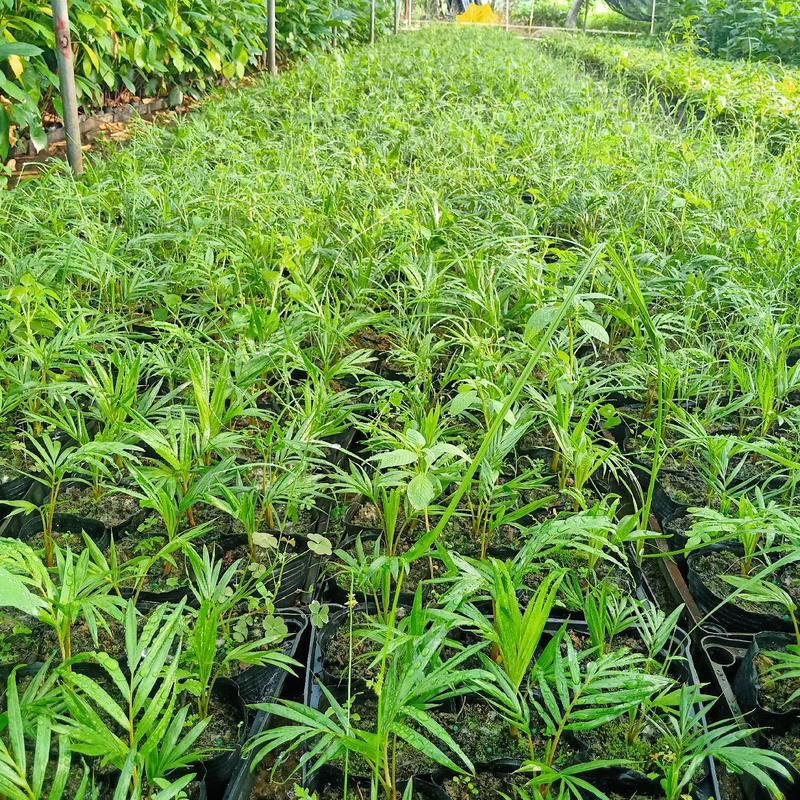 红领椰子袋苗红茎（颈）椰子小袋苗棕榈科植物观叶植物