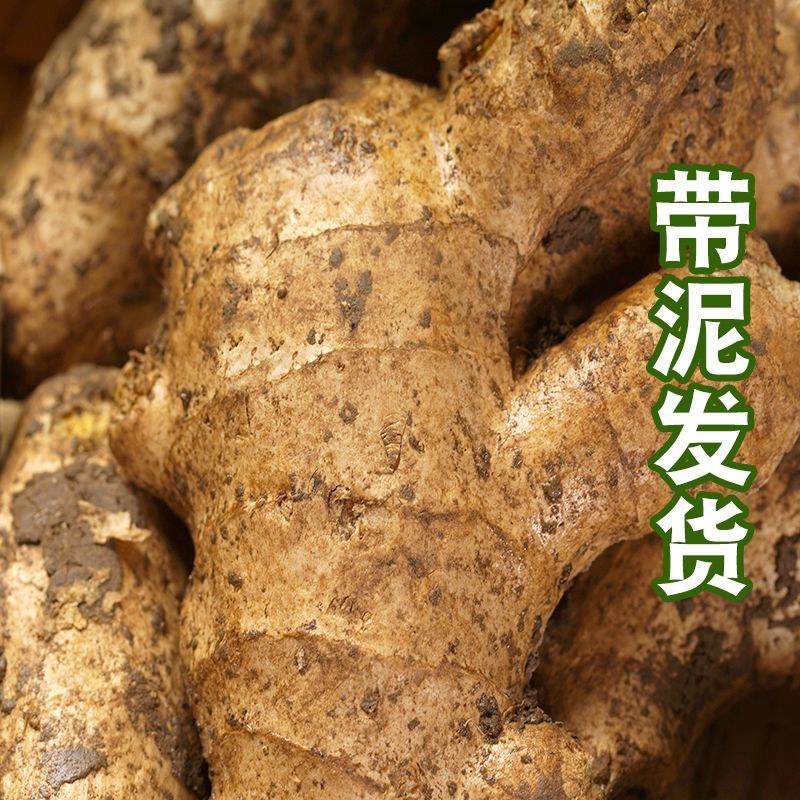 山东两年老姜姜母，现挖现发，质量保证，全国发货