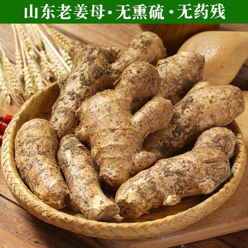 山东两年老姜姜母，现挖现发，质量保证，全国发货