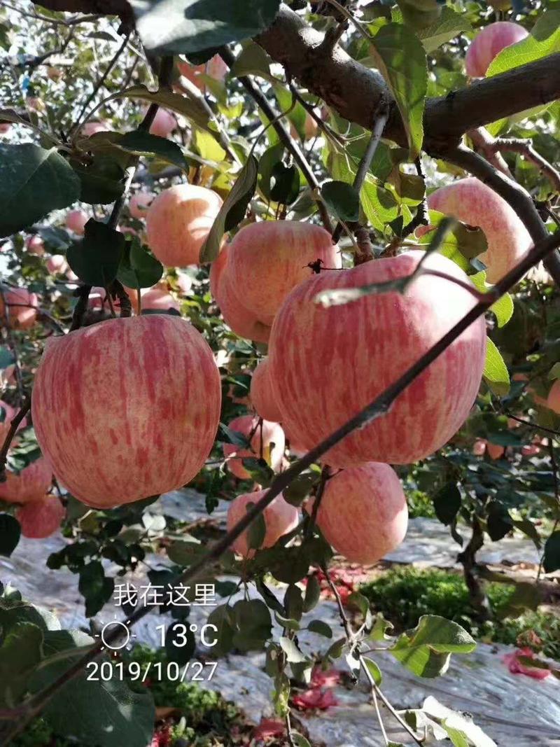 山东红富士苹果产地价格行情口感脆甜硬度高颜色好看