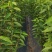 弗里斯克樱桃苗1年生2年生3年生4年生弗里斯克樱桃树