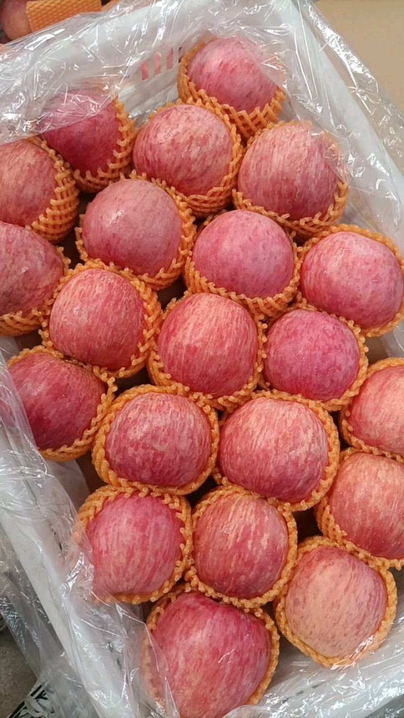 【大量入库】山东纸袋～膜袋～纸加膜红富士苹果硬度高质量好