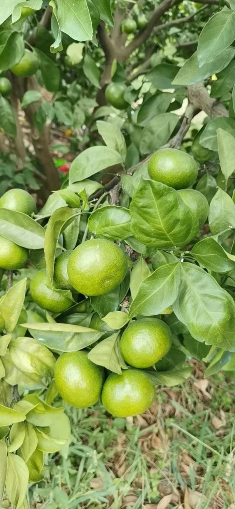 蜜桔