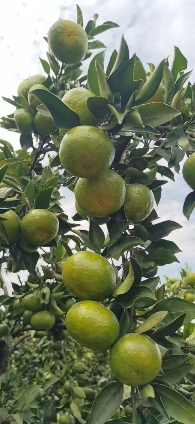 蜜桔