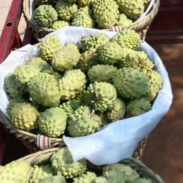 释迦果
