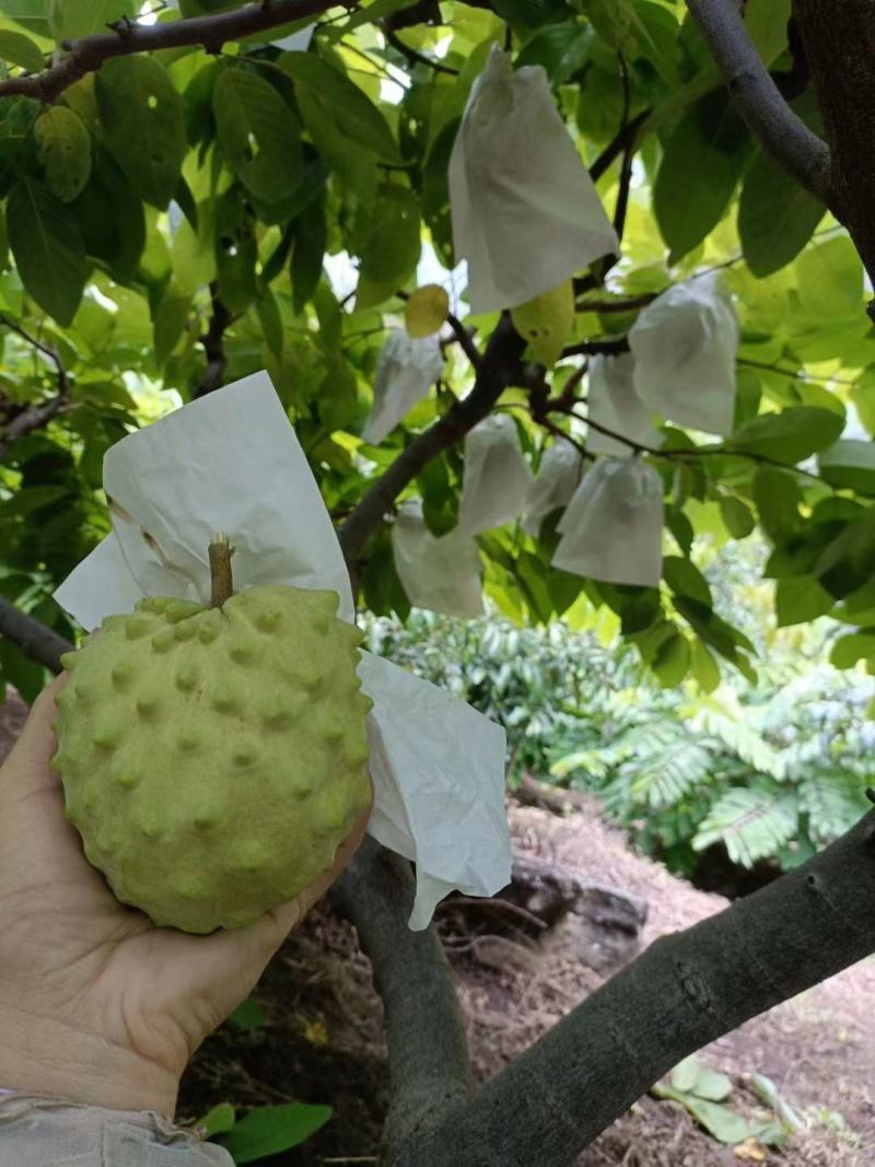 释迦果