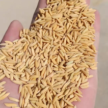 湖北大量优质稻谷出售一手货源保质保量欢迎咨询