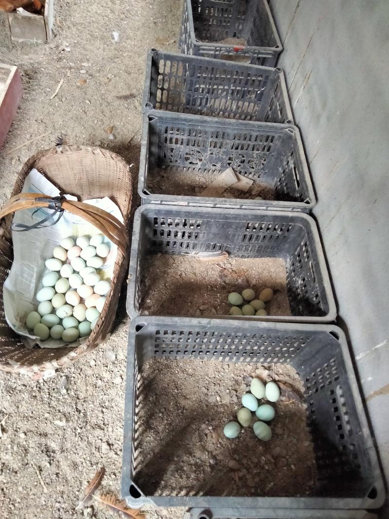 山林散养绿壳土鸡蛋（420个装）