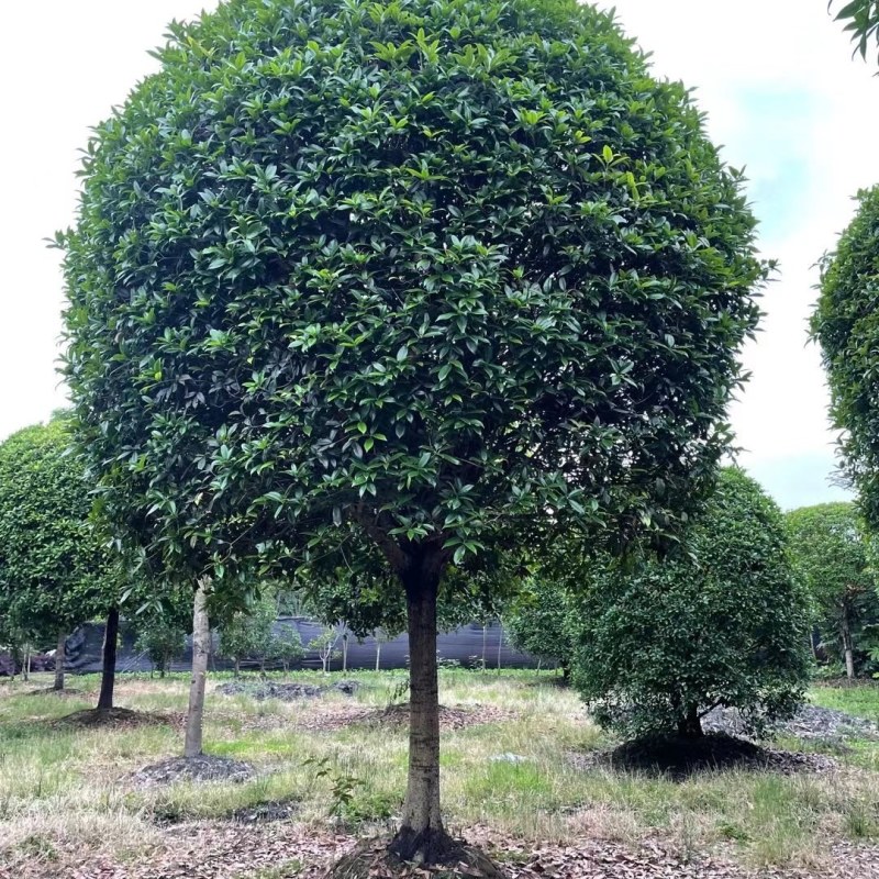 高杆桂花树地径15一20公分，各种规格齐全，常年大量供应