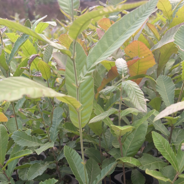 栓皮栎苗，栓皮栎袋苗，麻栗苗，麻栎苗