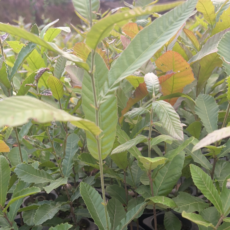 栓皮栎苗，栓皮栎袋苗，麻栗苗，麻栎苗
