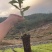 栓皮栎苗，栓皮栎袋苗，麻栗苗，麻栎苗