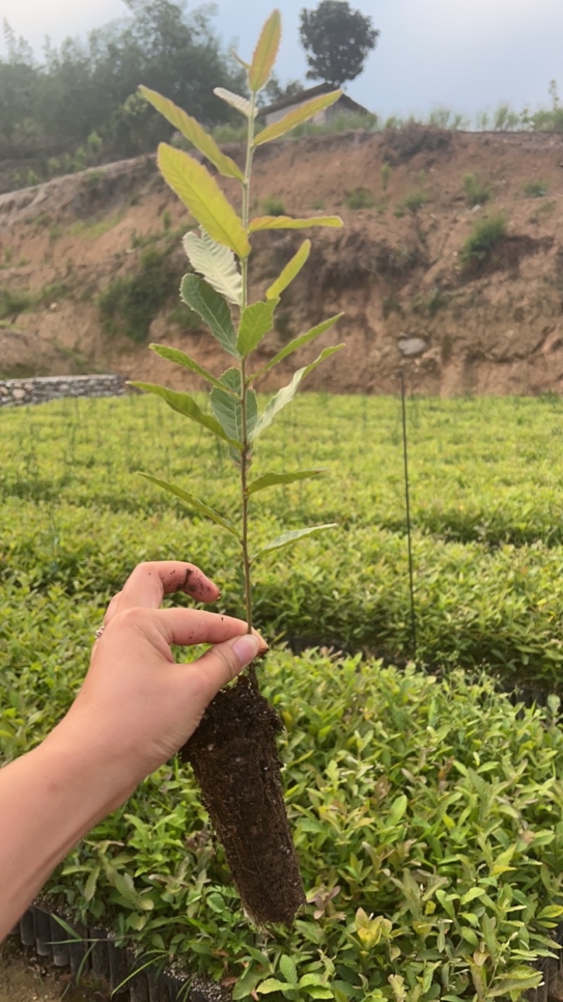 栓皮栎苗，栓皮栎袋苗，麻栗苗，麻栎苗