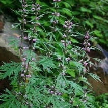 野生路边益母草，需提前预订