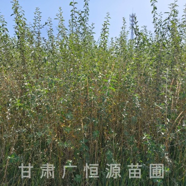 供应沙枣树苗，自产自销1-3年生沙枣树苗