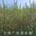 供应沙枣树苗，自产自销1-3年生沙枣树苗