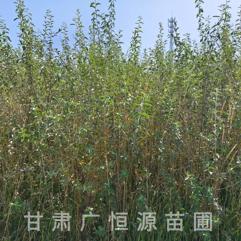 供应沙枣树苗，自产自销1-3年生沙枣树苗