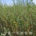 供应沙枣树苗，自产自销1-3年生沙枣树苗
