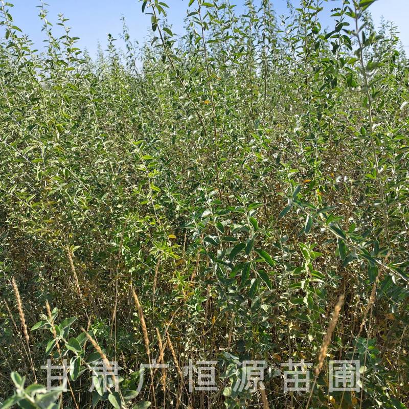 供应沙枣树苗，自产自销1-3年生沙枣树苗