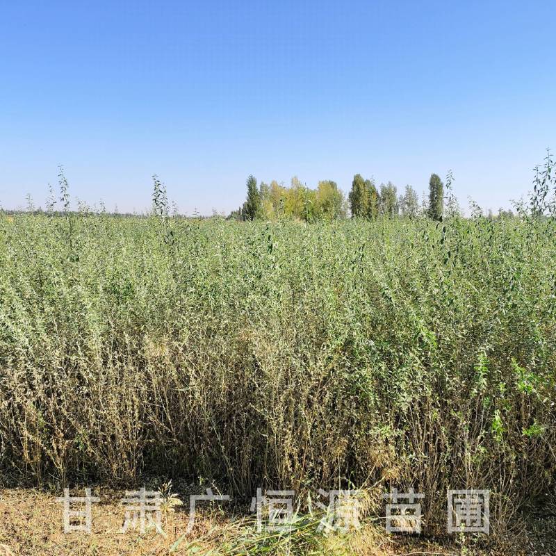 供应沙枣树苗，自产自销1-3年生沙枣树苗
